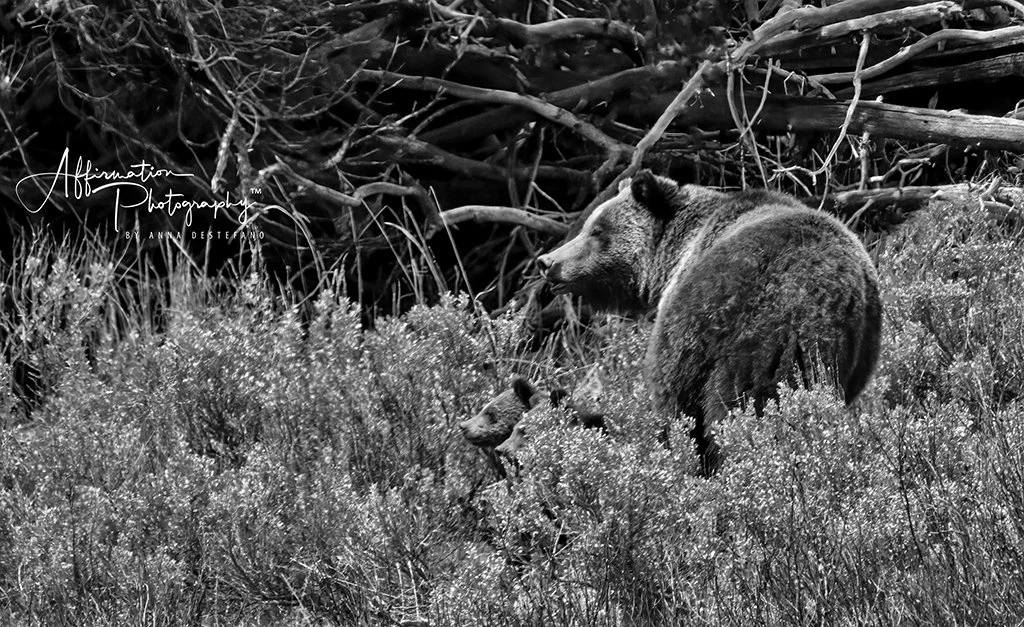 2021-05-25 001 162-Edit NEW MERGED 2 bw merged-1 sized.jpg