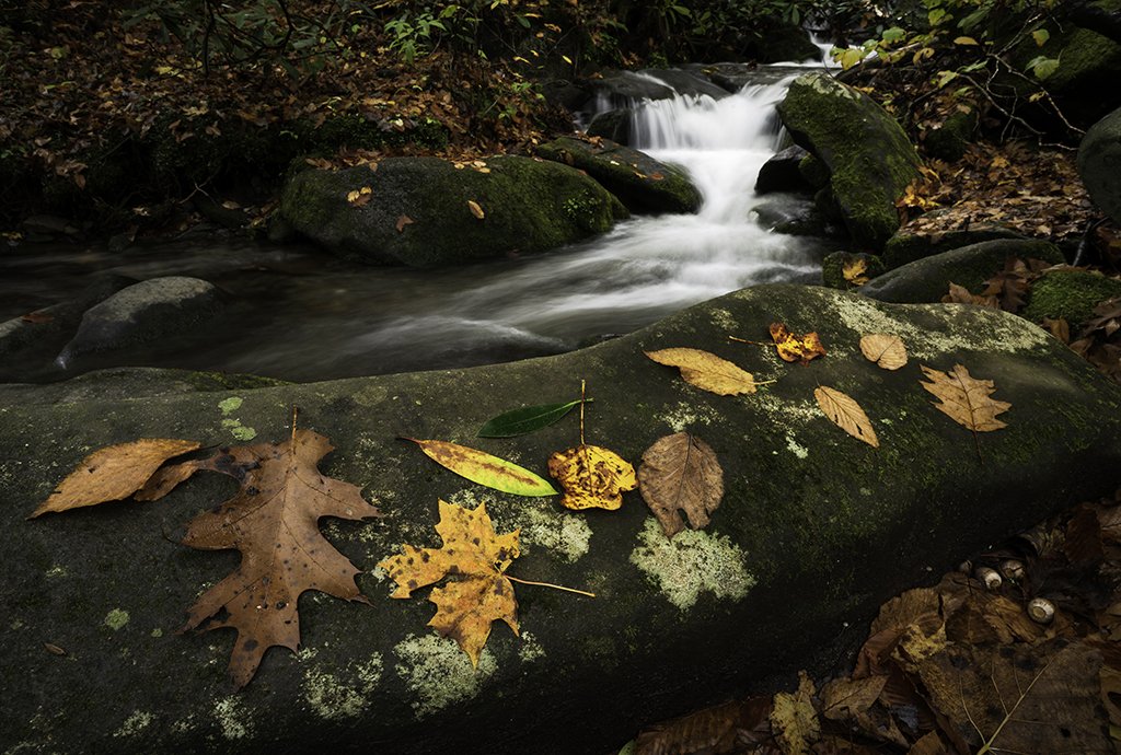 WATER Leaves Wide Angle 1.jpg