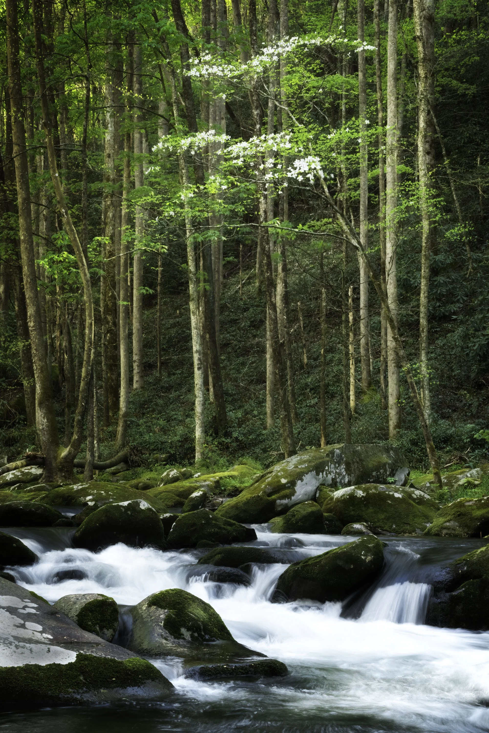 2021-04-15 001 1116-Edit NEW merged SIZED.jpg