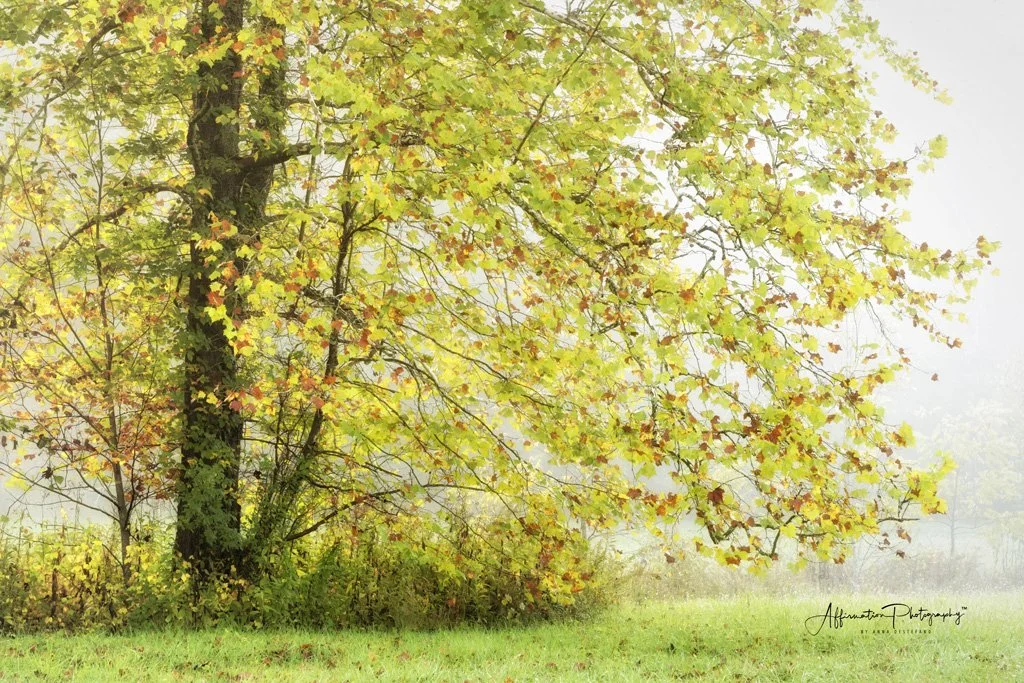 Late Summer Landscape.jpg