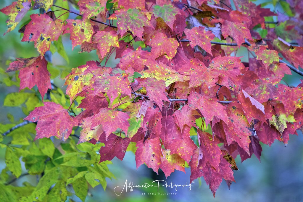 Colorful Leaves Bouquet.jpg
