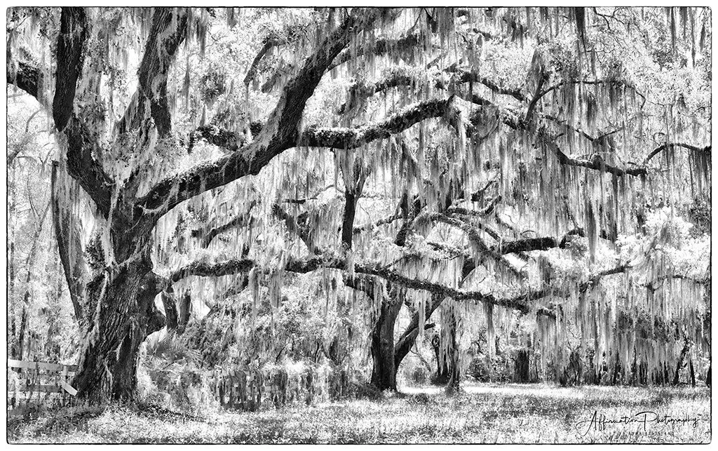 2024-03-28 002 1158 BW copy-1 SIZED.jpg