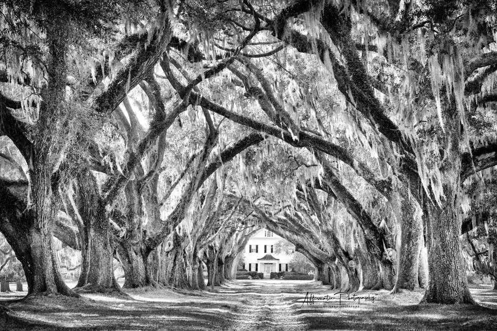 2025-03-18 002 501 BW-1 SIZED.jpg