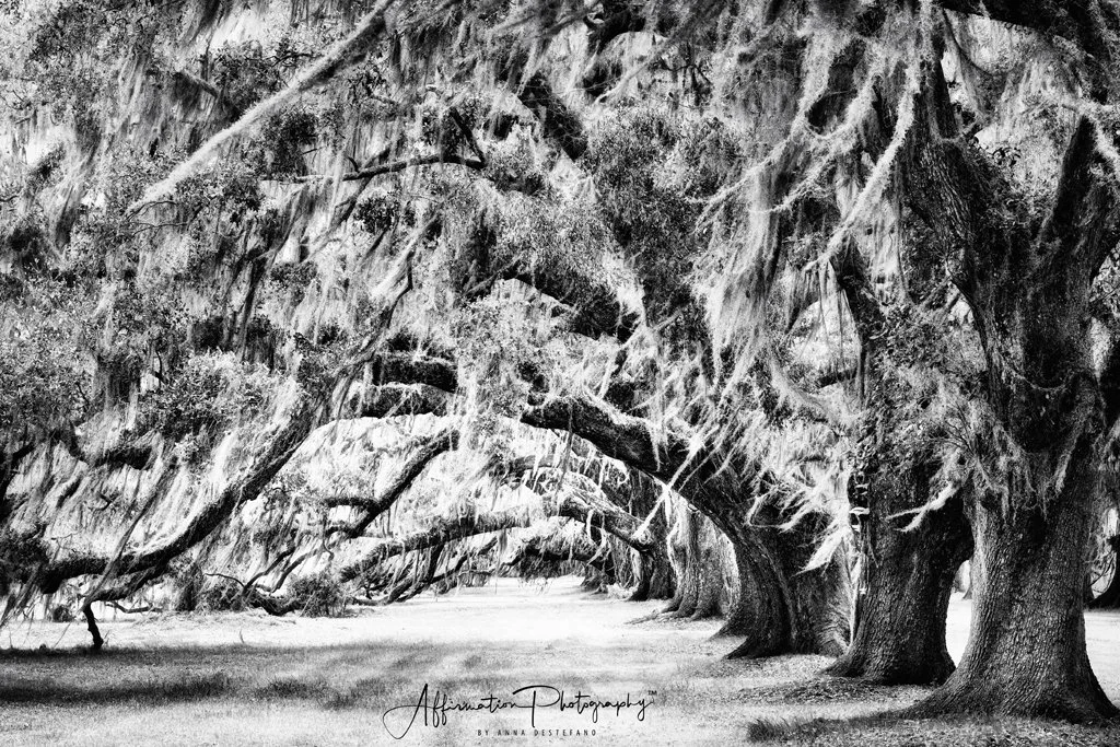 2025-03-18 003 023 bw-1 sized.jpg