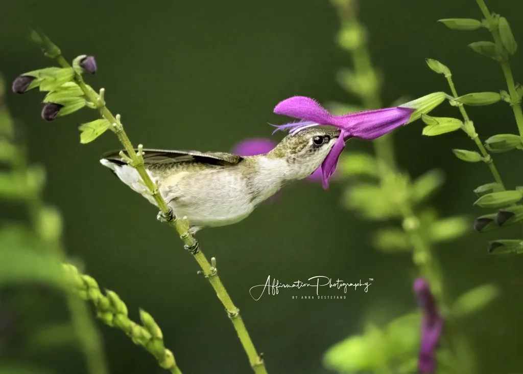 2022-08-20 001 346-Edit merged 3-1 SIZED.jpg