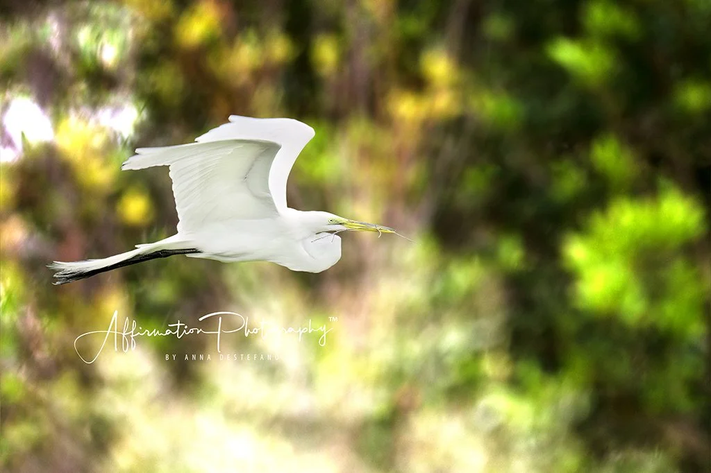 2024-03-25 002 1282 background-1 sized.jpg