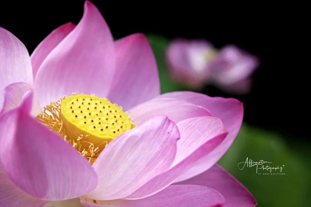 2022-07-12 002 243 merged-1 sized.jpg