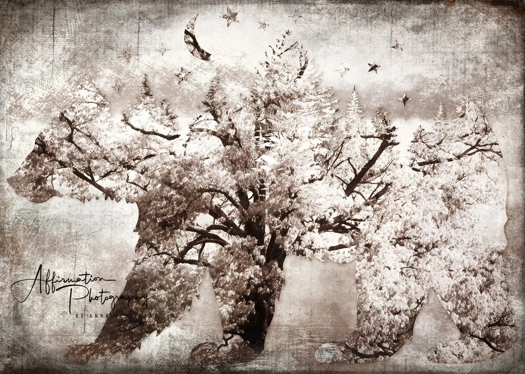 2023-05-12 004 041-Edit merged 3 5X7 bear merged 2-1 SIZED.jpg