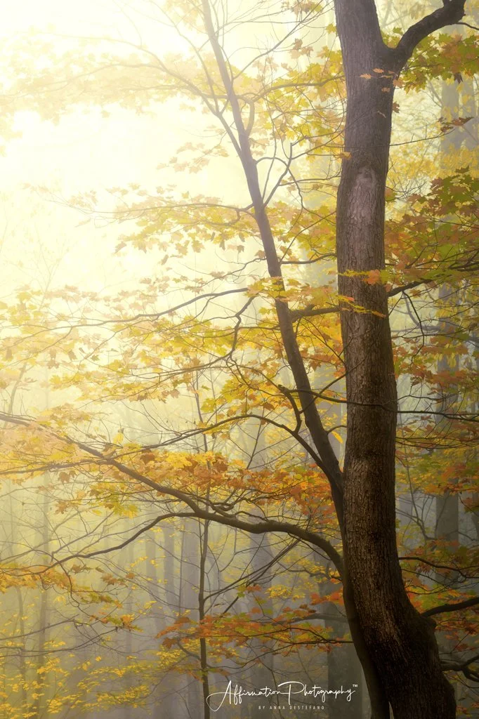 2024-10-30 004 470 merged 3-1 SIZED.jpg