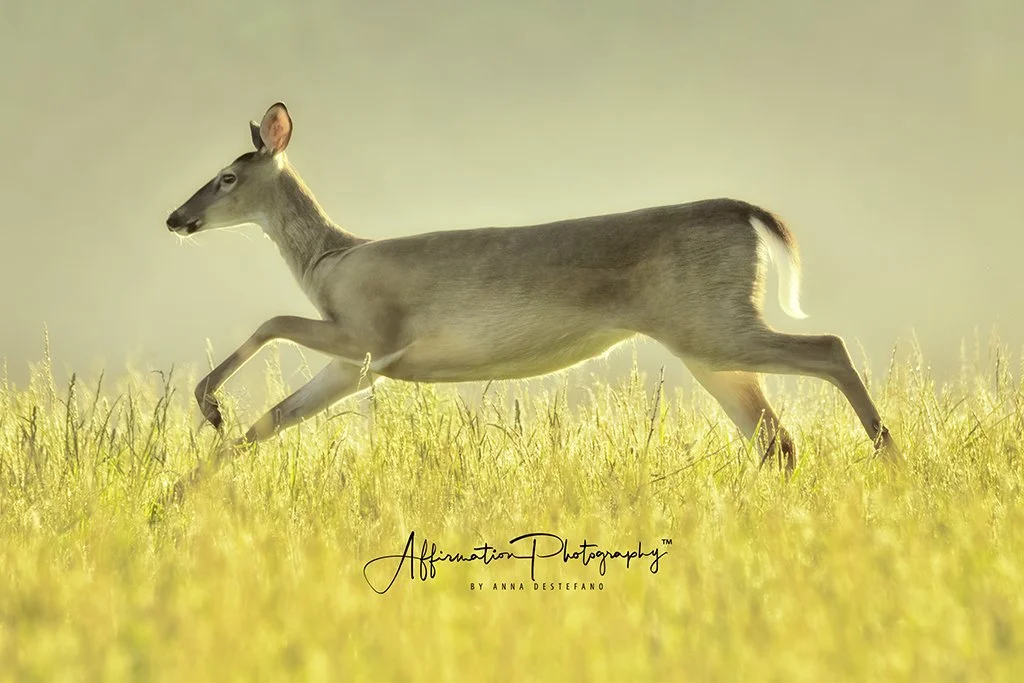 2021-05-15 001 055-Edit merged-1 SIZED.jpg