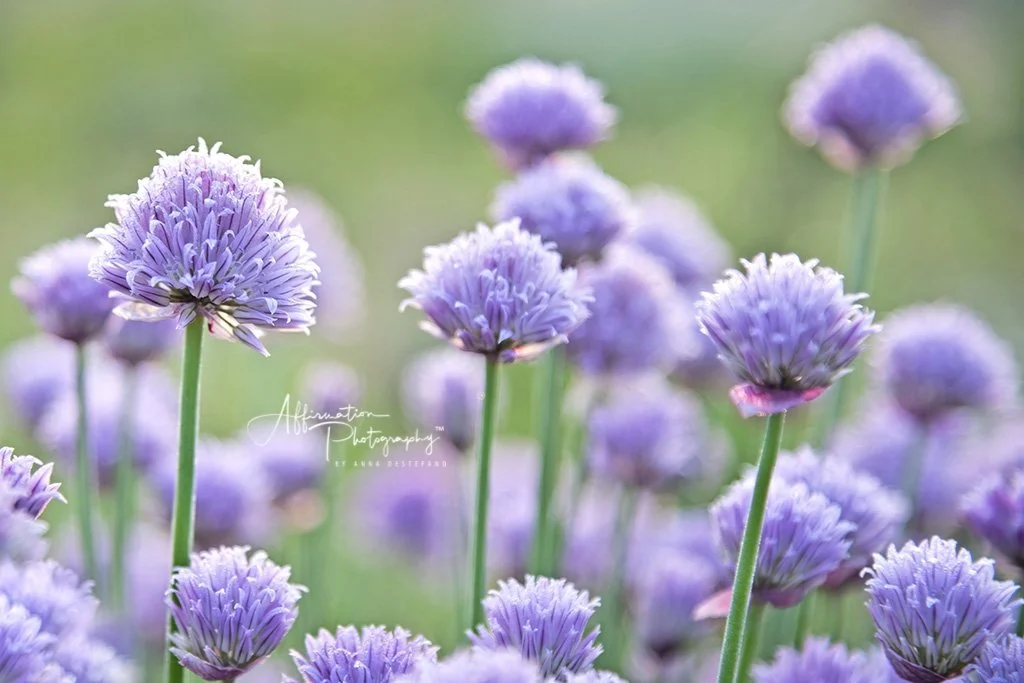 2018-05-03 001 016 - Copy SIZED-1.jpg