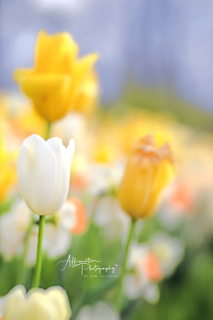 2025-03-29 211-1 SIZED.jpg