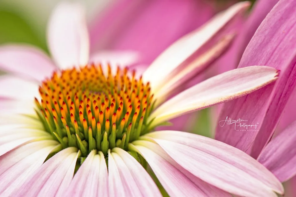 2019-06-27 002 448 - Copy merged 2-1 SIZED.jpg