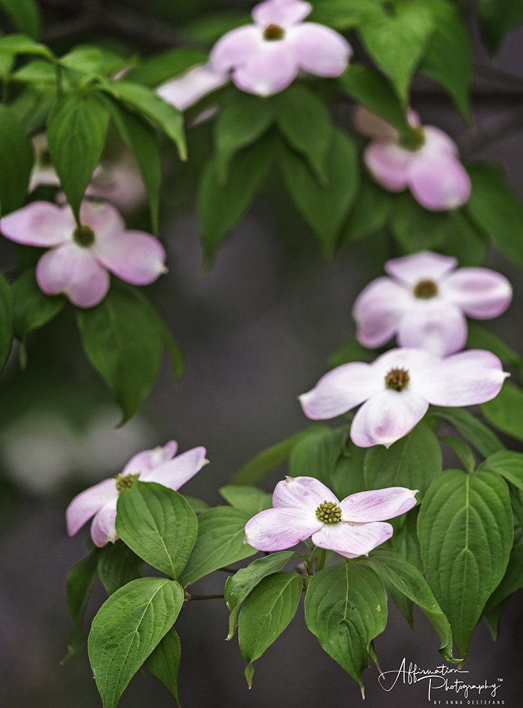 2020-04-22 001 273 - Copy-Edit MERGED 2-1 SIZED.jpg