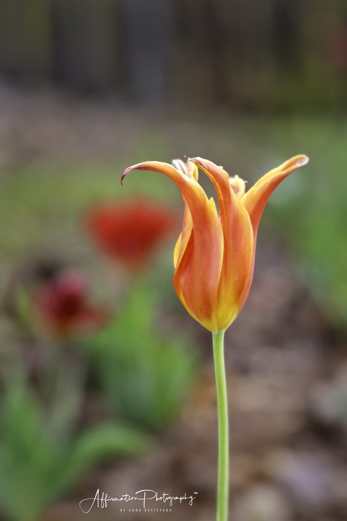 2022-04-03 001 024-Edit NEW merged-1 SIZED.jpg