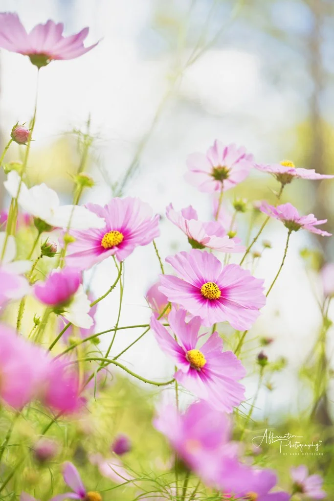 2021-10-08 001 250 merged cropped-1 SIZED.jpg