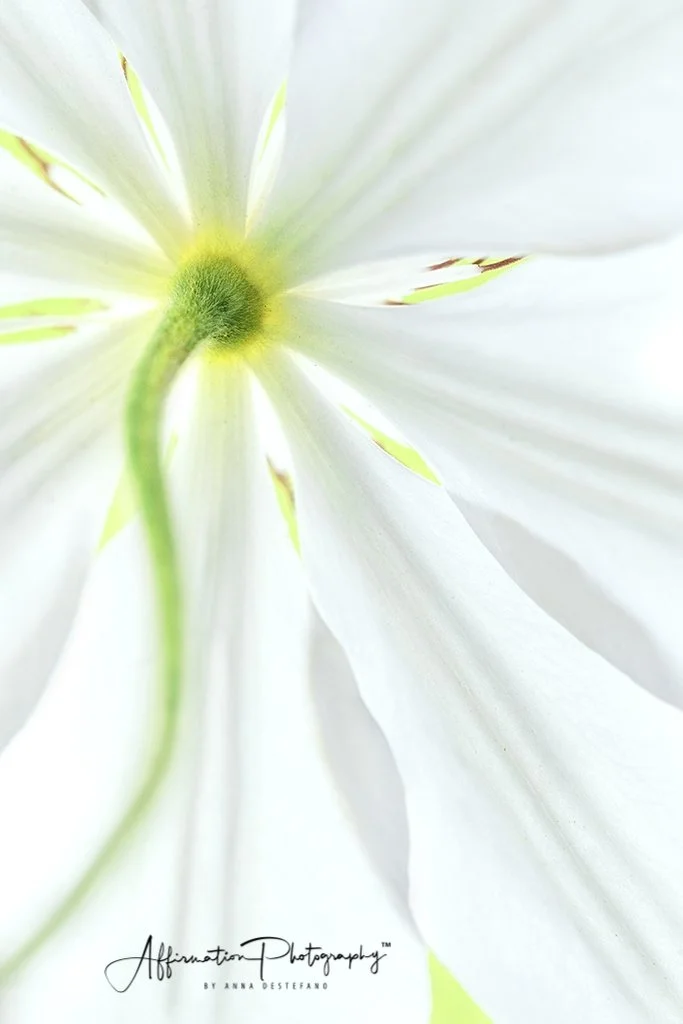 2020-06-15 001 026 merged 4 SIZED-1.jpg