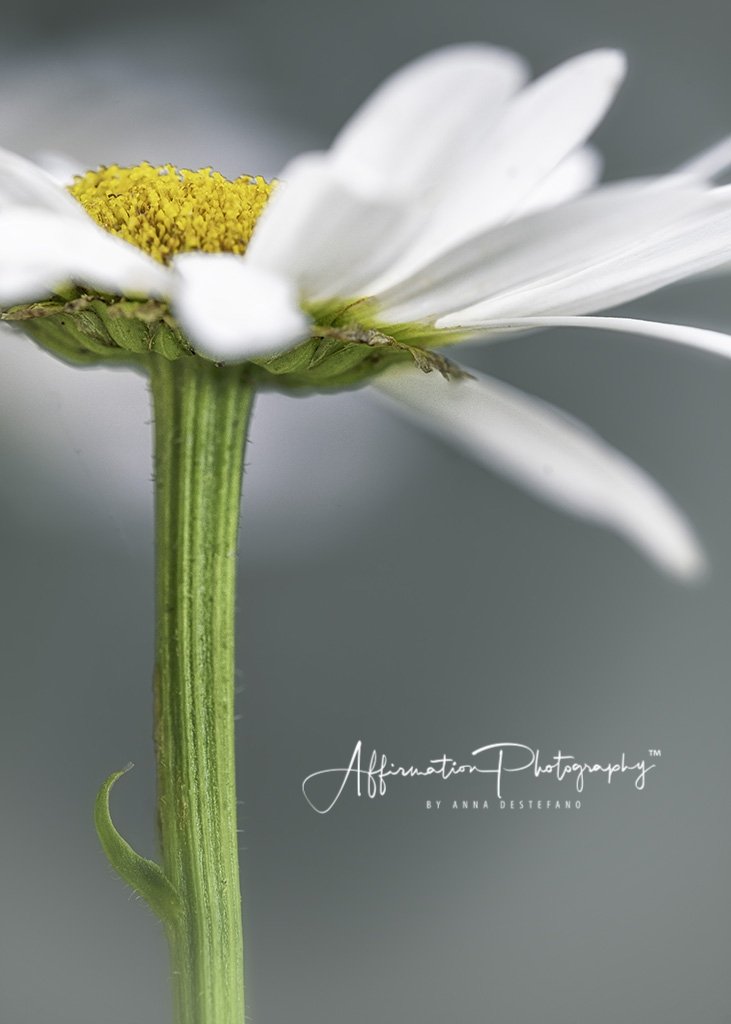 2020-07-04 001 030 - Copy-Edit MERGED 4-denoise-denoise SIZED-1.jpg