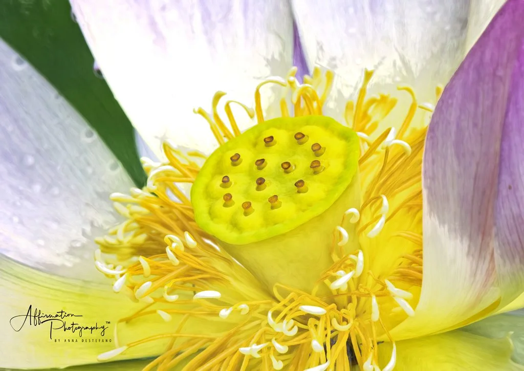 2019-06-18 001 335 - Copy-denoise merged 3 topaz-1.jpg