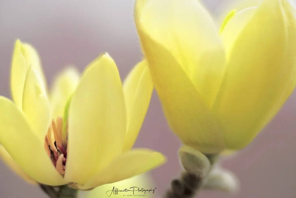 2022-03-06 002 238 merged-1 SIZED.jpg