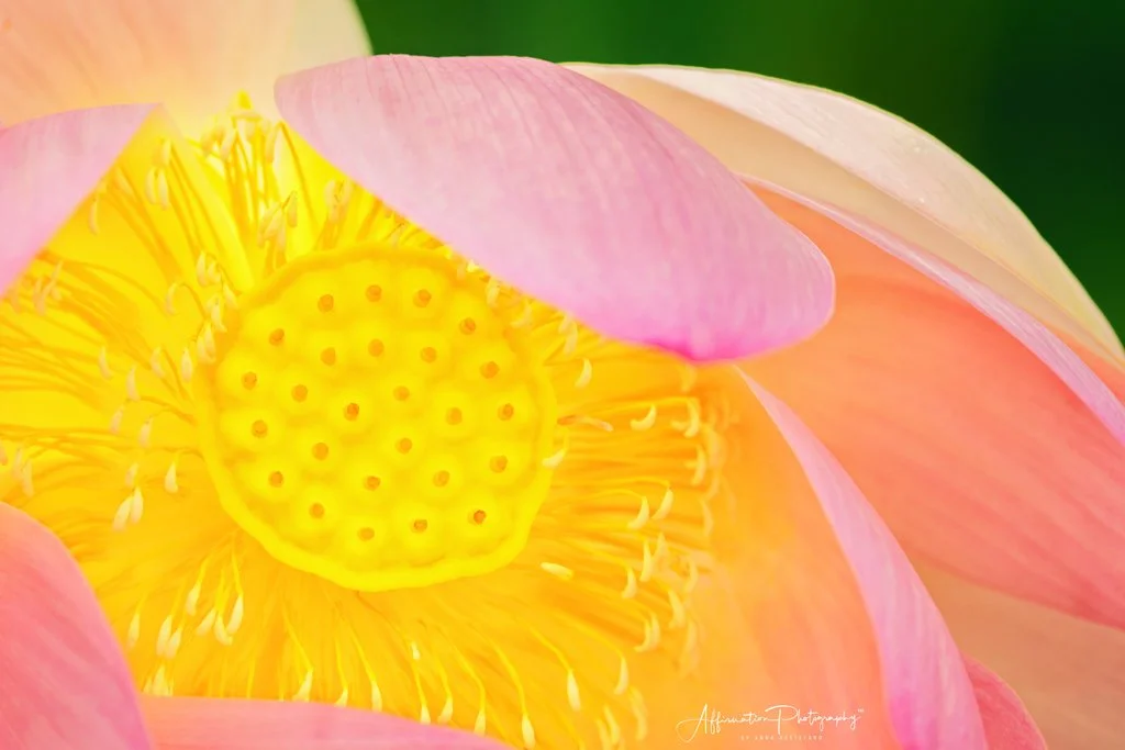 2022-07-12 001 272 merged 2-1 SIZED.jpg