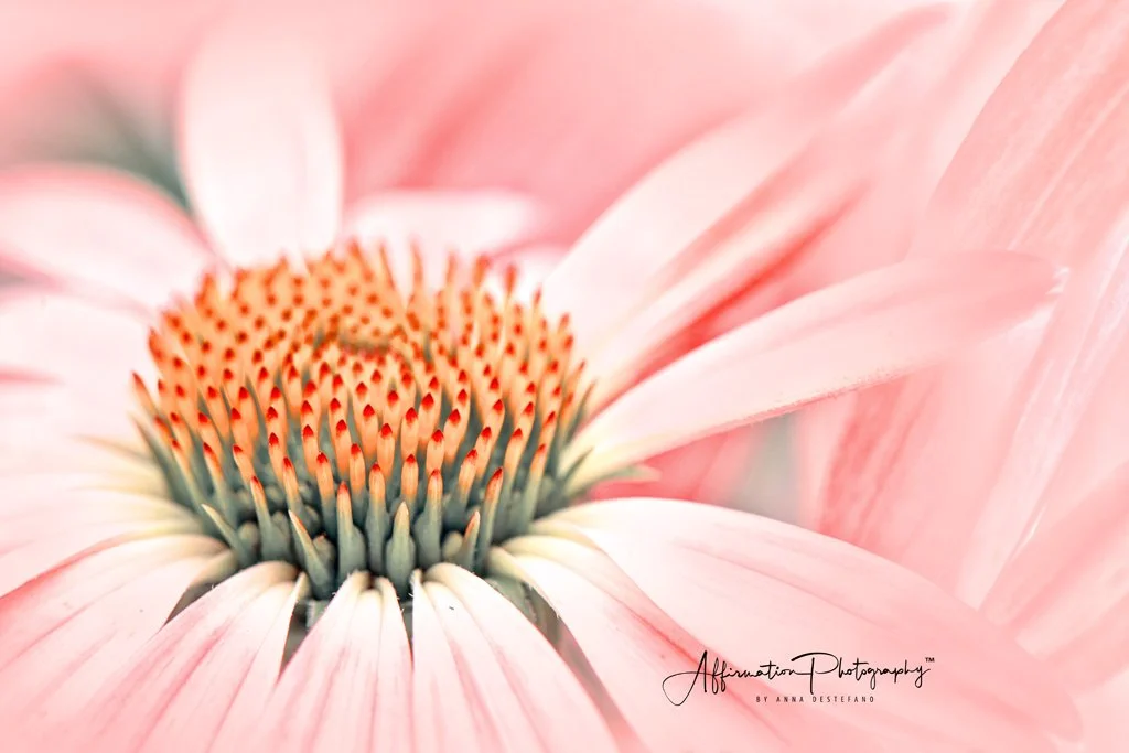 2019-06-27 002 448 - Copy TOPAZ VERITONE merged 2-1.jpg