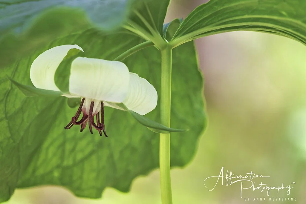 2020-04-09 001 146 - Copy-Edit MERGED 2-1 SIZED.jpg