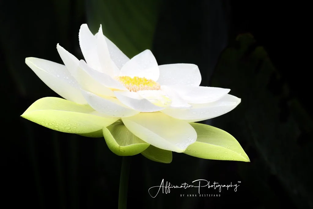 2020-06-27 002 122 MERGED-1 SIZED.jpg