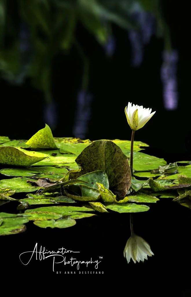 2020-09-03 001 056 merged 3 crop 2-1 sized.jpg