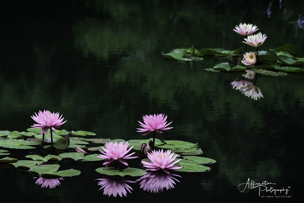 2020-06-09 001 495 MERGED 4-1 sized.jpg