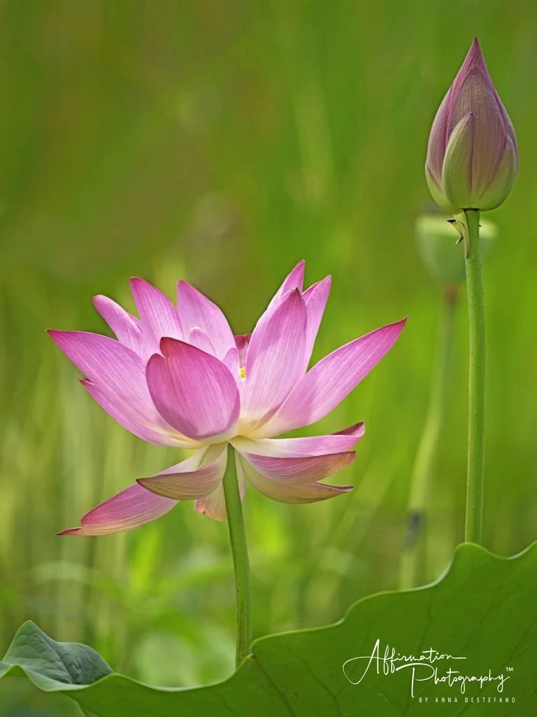 2022-07-11 001 226 merged 2-1 SIZED.jpg