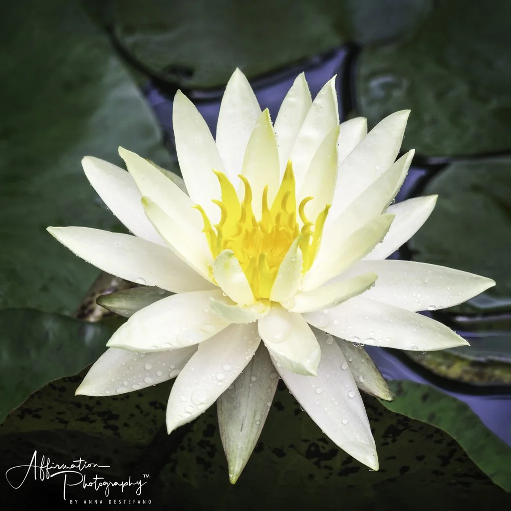 2020-06-05 001 144 merged CROPPED merged 2-1 SIZED.jpg