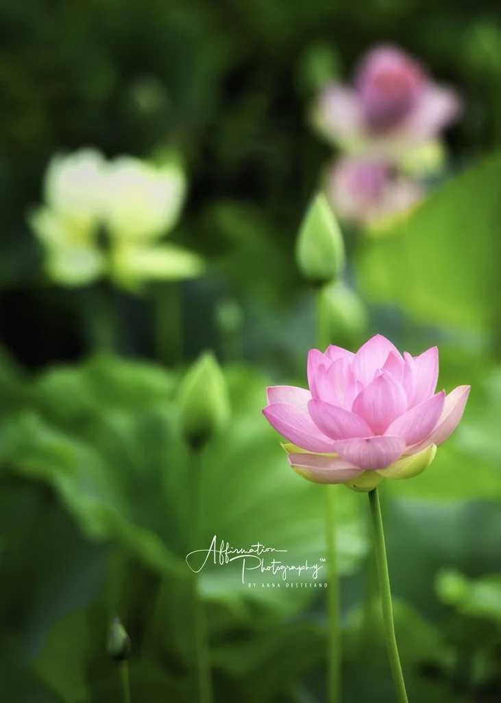 2021-06-25 001 057 merged 2-1 sized.jpg