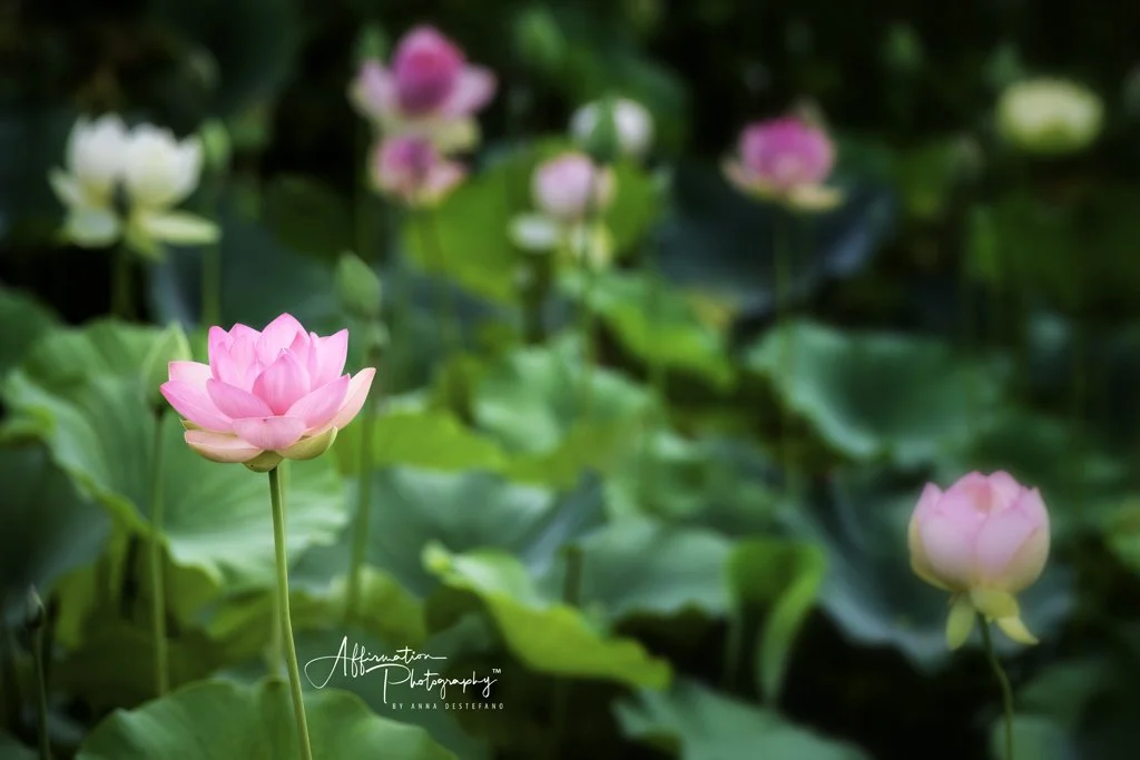 2021-06-25 001 053-Edit merged-1 sized.jpg