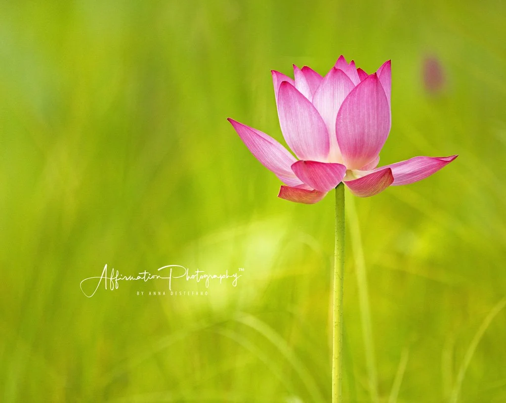 2018-07-16 001 210 - Copy REVERSED DENOISE-1.jpg