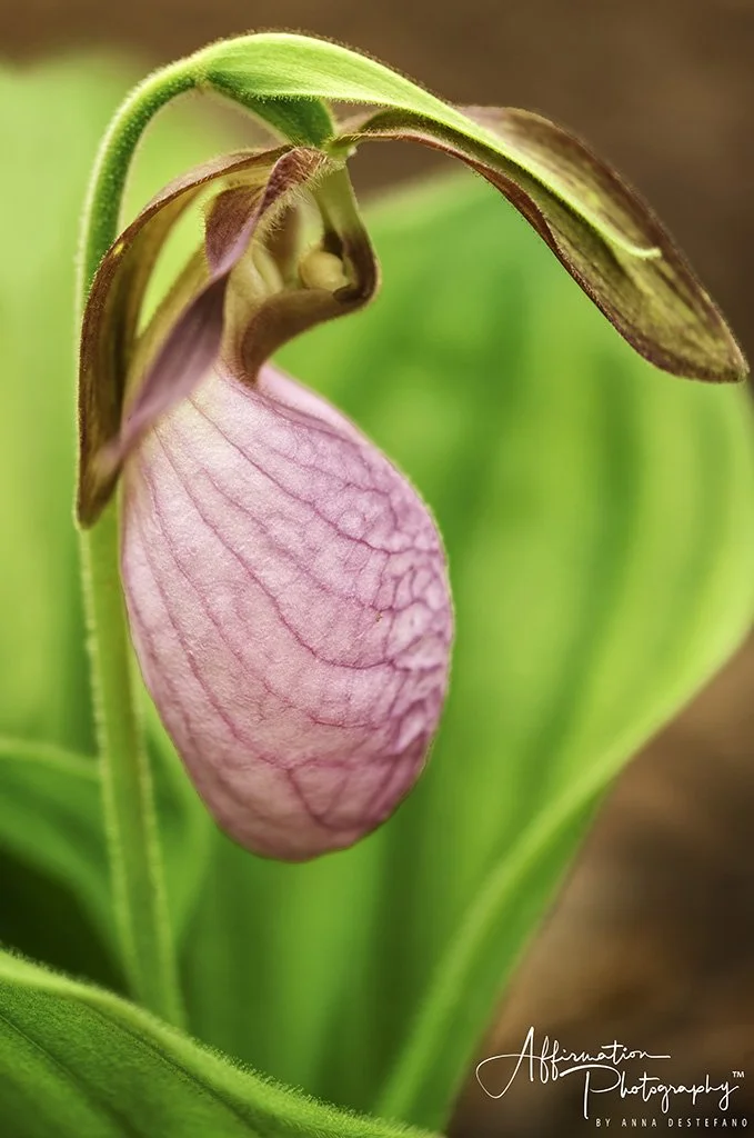 2020-04-24 001 318 - Copy-Edit merged 2-denoise-1 sized.jpg