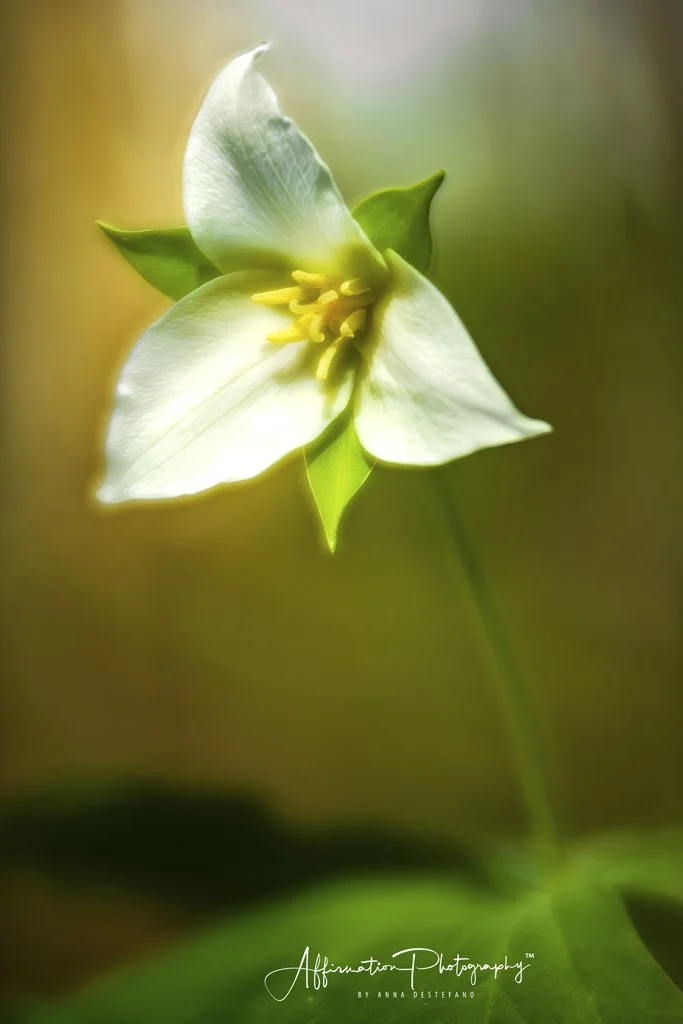 2018-03-29 001 352 JPG 3-1.jpg