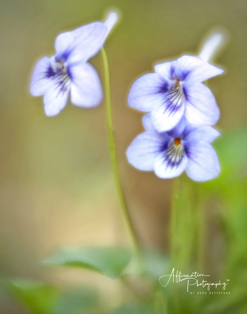 2018-03-29 001 091 - BRIGHTER SIZED-1.jpg