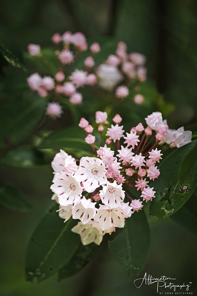 2020-04-22 001 087 - Copy-Edit MERGED 3-1 sized.jpg