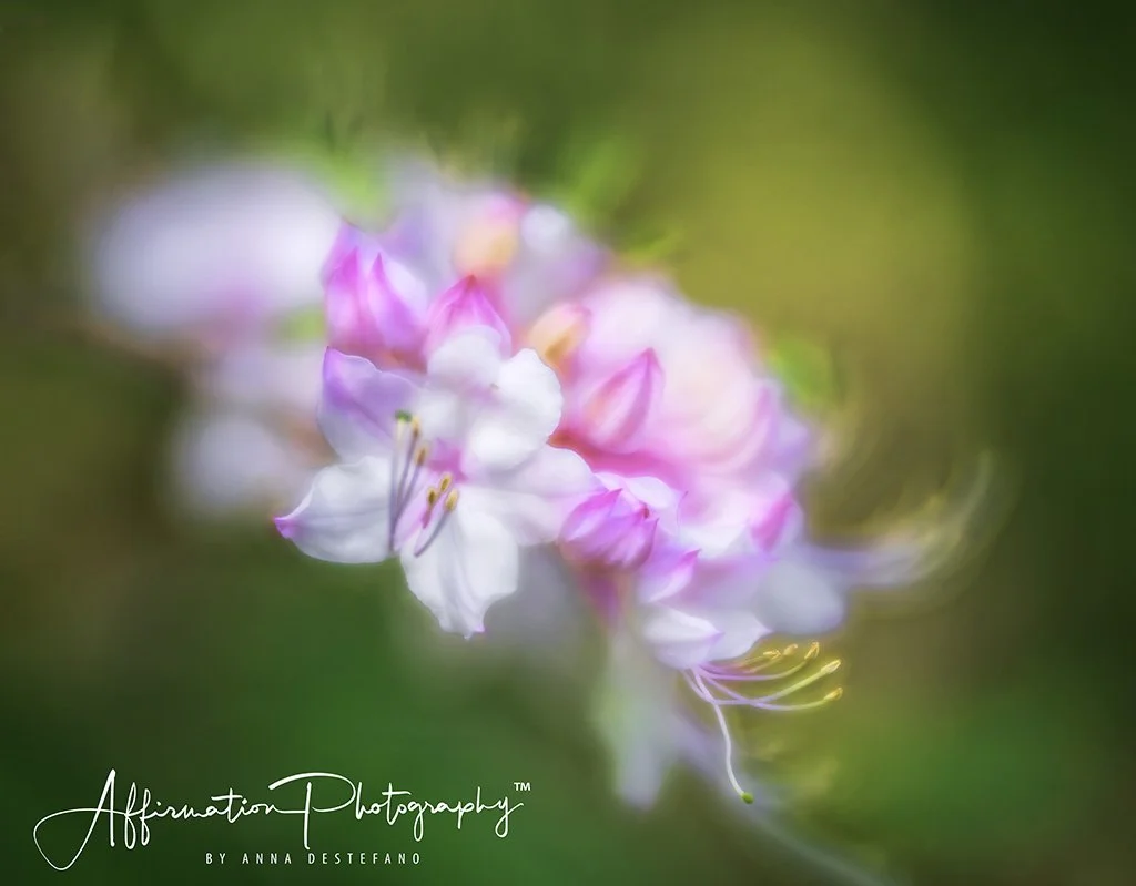 2020-04-17 001 160 - Copy-Edit MERGED 2-denoise-1 SIZED.jpg