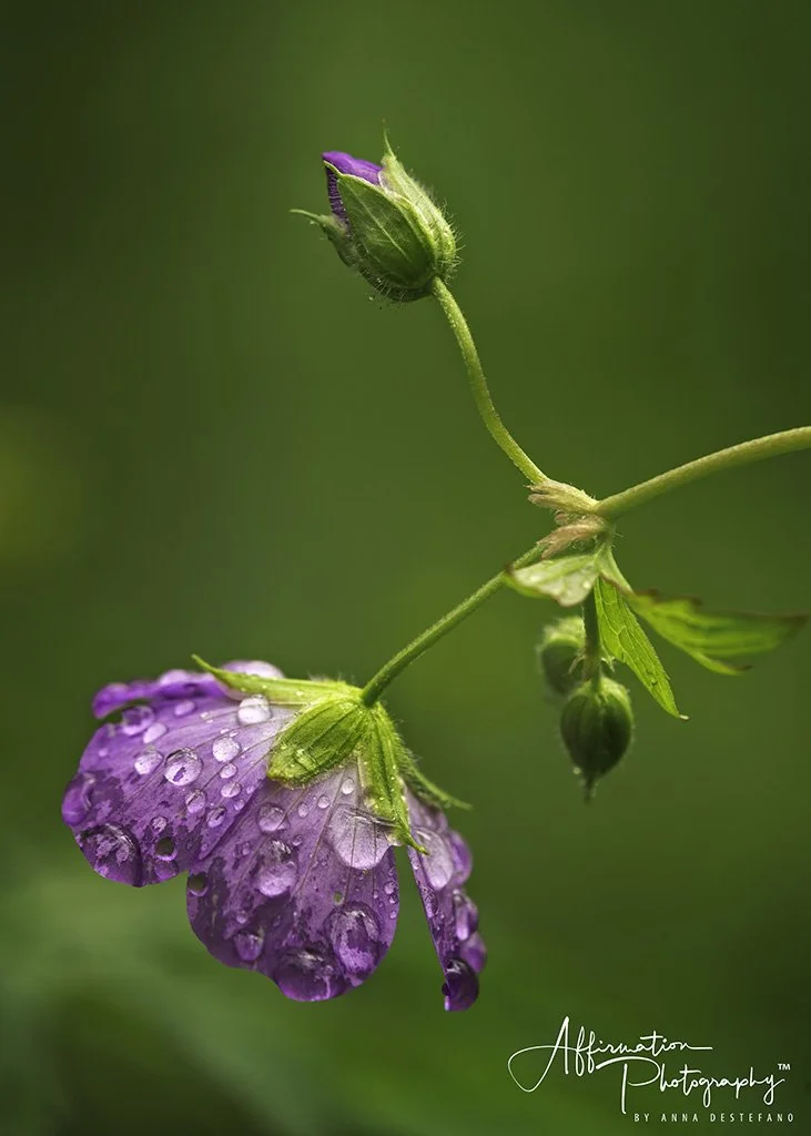 2020-04-24 001 118 - Copy-Edit-denoise merged-1 sized.jpg