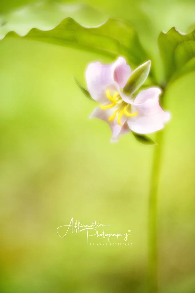 2019-05-05 001 172 - Copy merged-1 SIZED.jpg