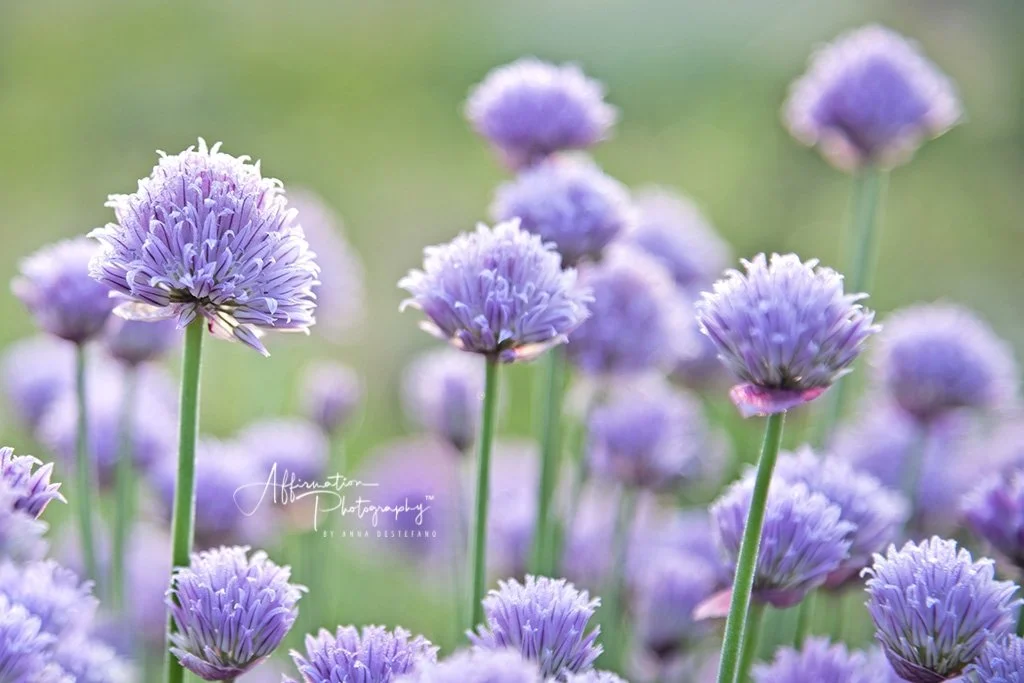 2018-05-03 001 016 - Copy SIZED-1.jpg