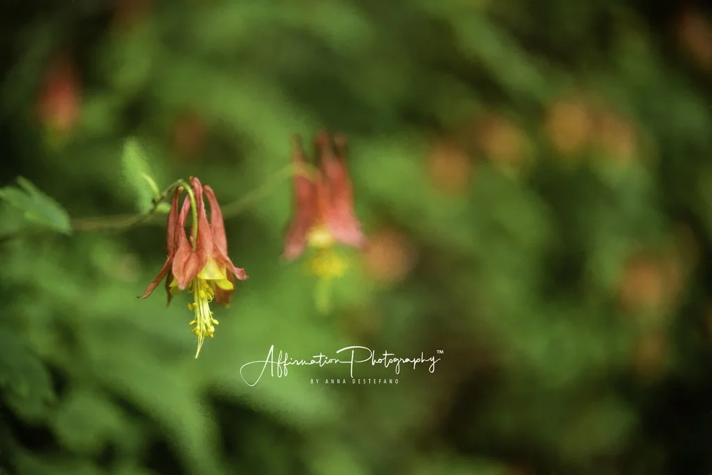 2021-04-21 001 222-Edit merged MERGED-1.jpg