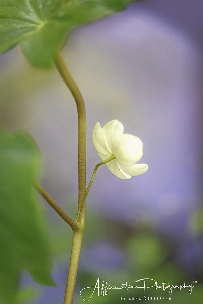 2020-04-10 001 240 - Copy-Edit merged-denoise merged 3-1 SIZED.jpg