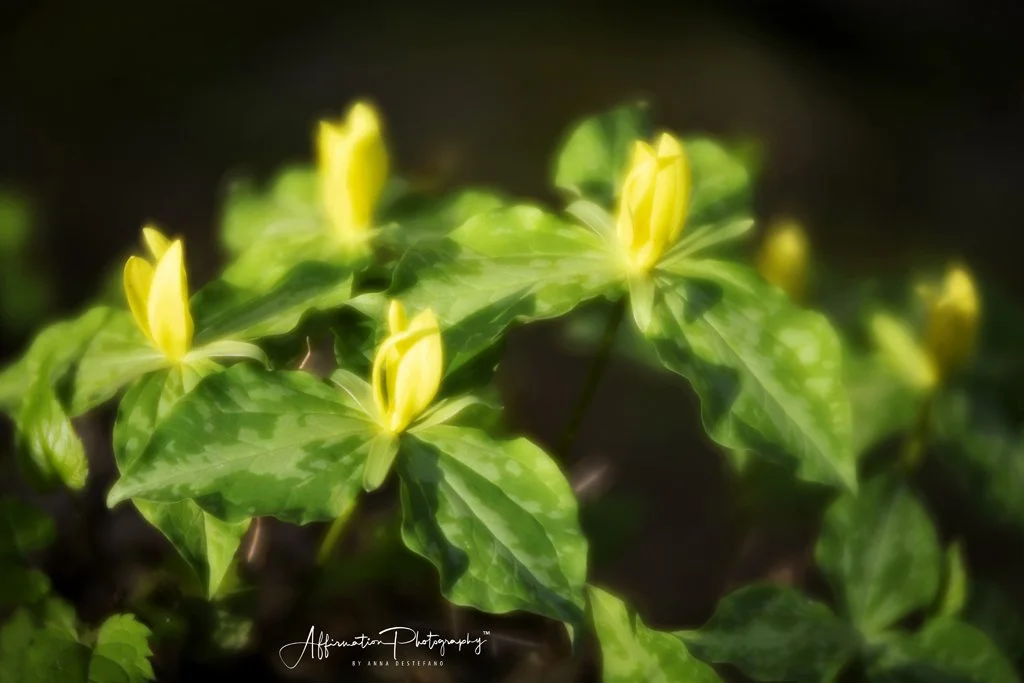 2022-04-14 003 400 MERGED-1 SIZED.jpg