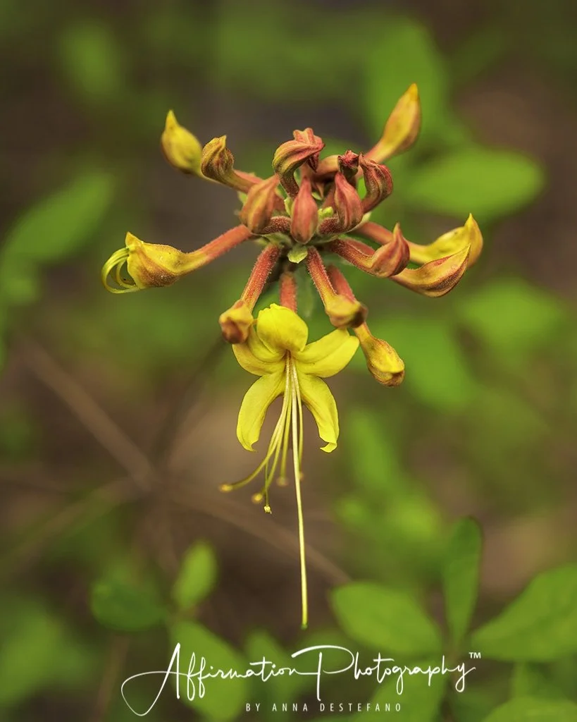 2020-03-30 001 376 - Copy-Edit MERGED 3 SIZED-1.jpg