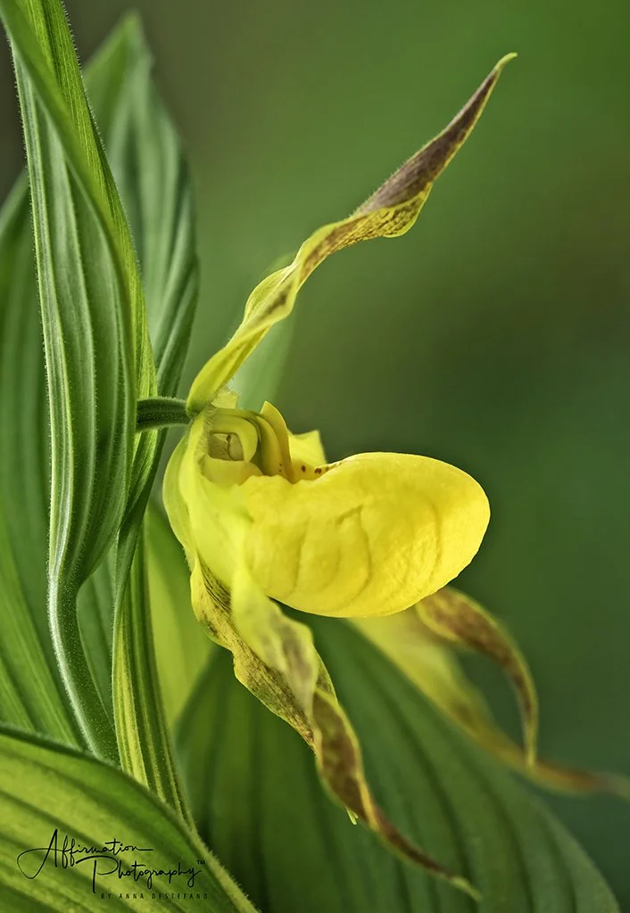 2021-04-13 001 1419-1 SIZED.jpg