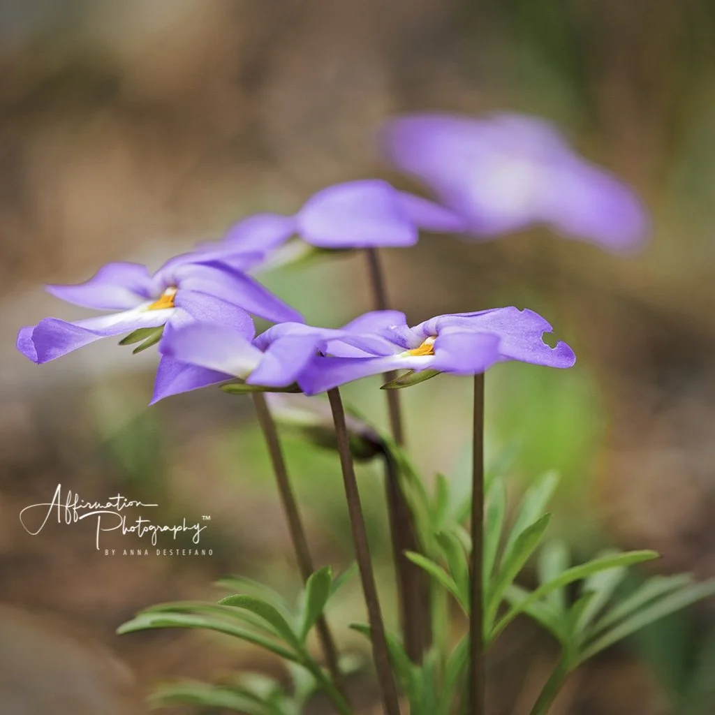 2020-04-07 001 037 - Copy-Edit MERGED 5 SIZED-1.jpg