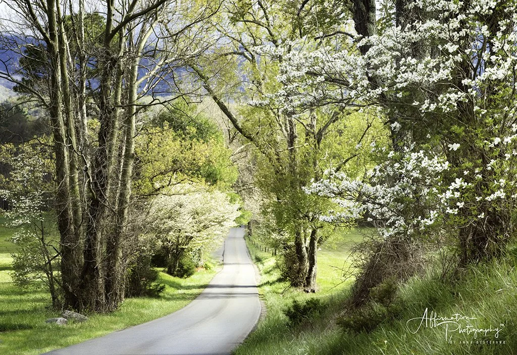 Hyatte Lane Dogwoods.jpg